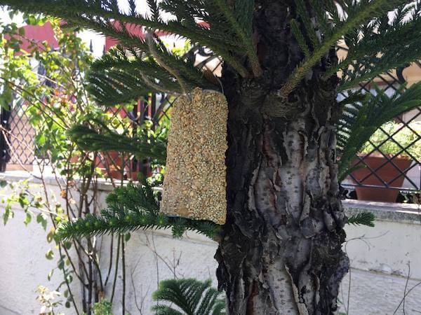 bird feeder for kids