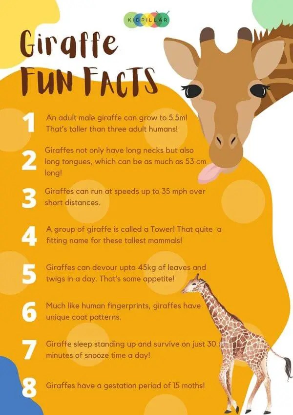 Giraffe Fun Facts