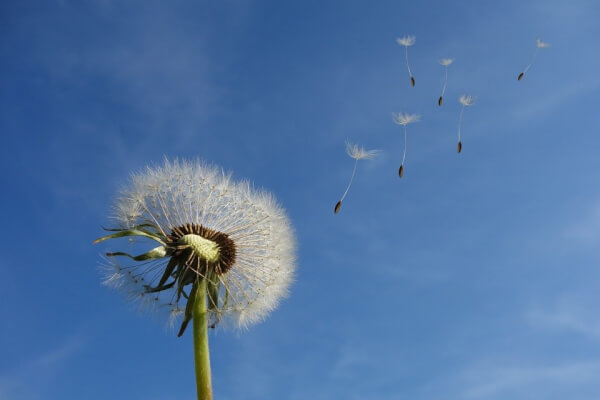 uses of wind for kids