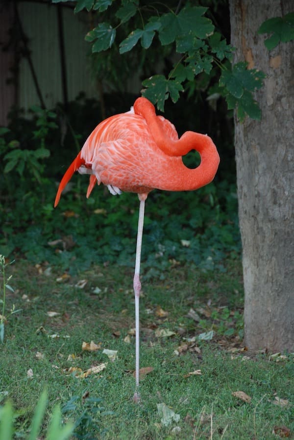 flamingo sleeping