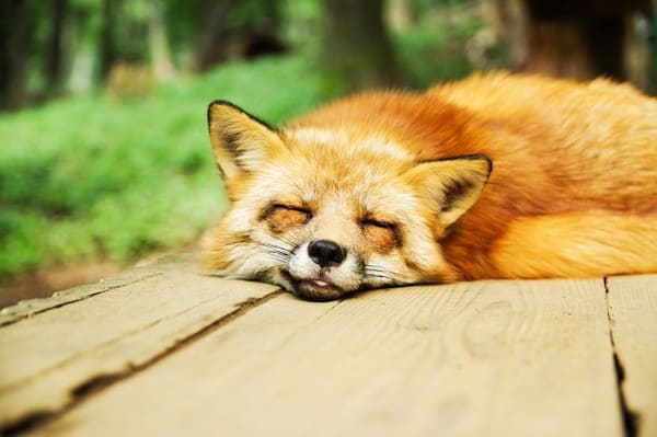 animal sleep facts
