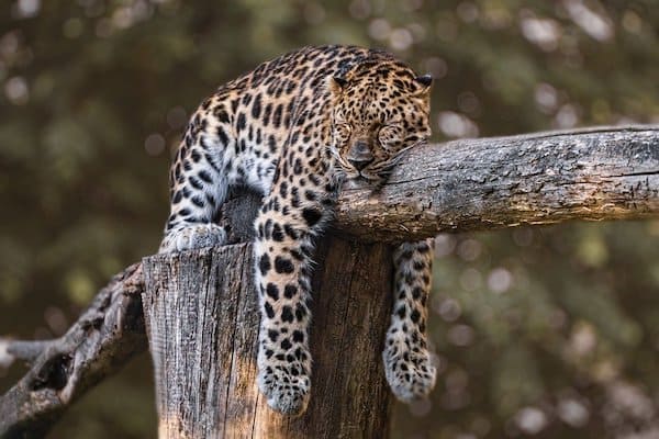 mammal sleeping facts