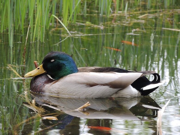 duck sleeping