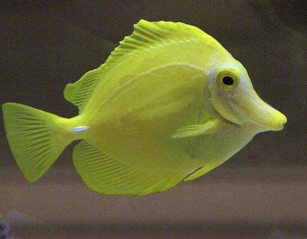fish sleeping facts for kids