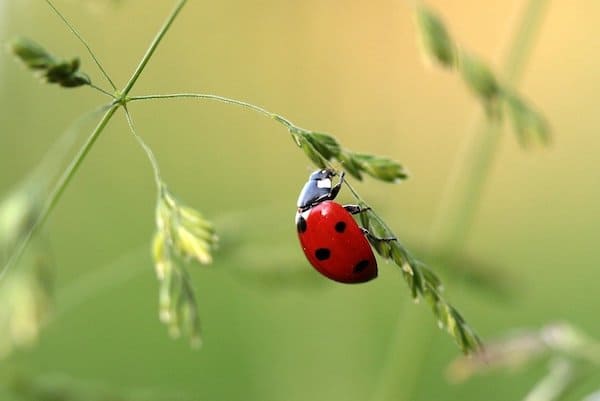 insects sleeping facts for kids
