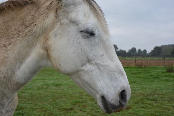 horse sleeping standing up