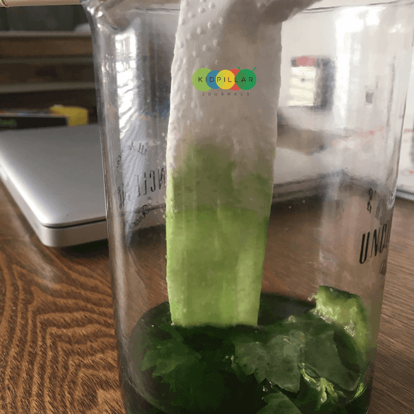 Plant science activities for kids